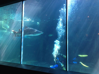 photo showing Shark Diving at an Aquarium