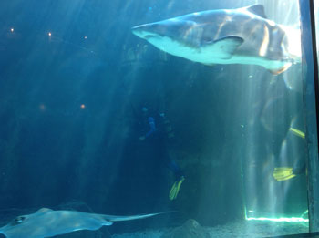 photo showing Shark Diving at an Aquarium