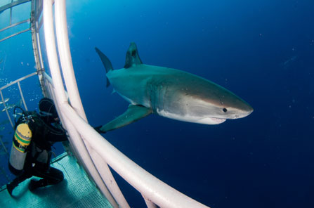 photo showing shark cage diving